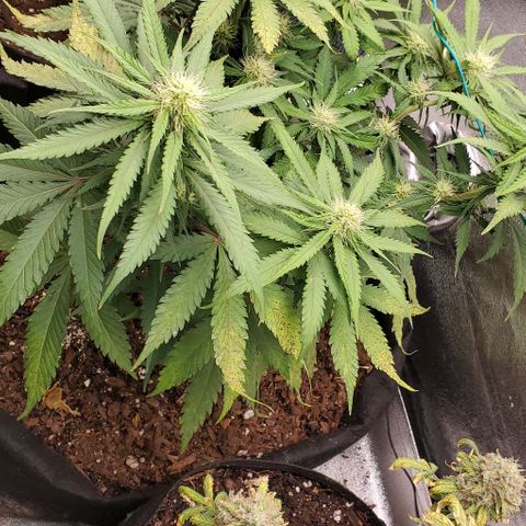 Princess Diane growlog timeline photo