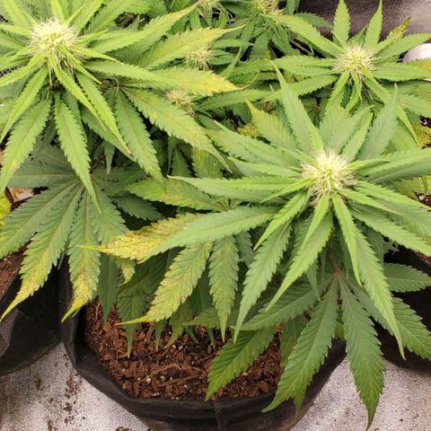 Princess Diane growlog timeline photo