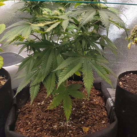 Princess Diane growlog timeline photo