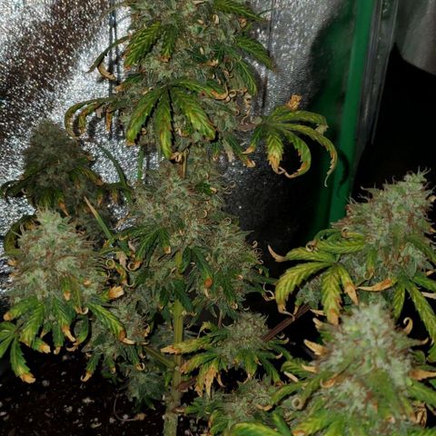 Clementine growlog timeline photo