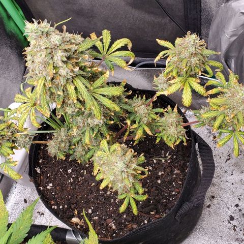 Clementine growlog timeline photo