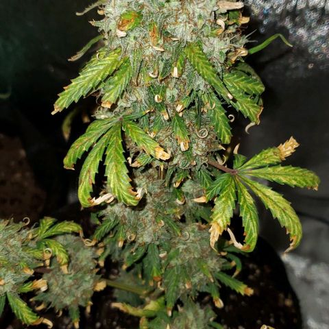 Clementine growlog timeline photo