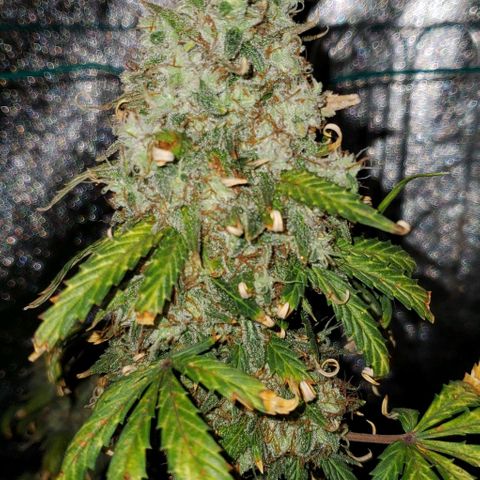 Clementine growlog timeline photo
