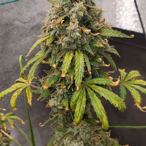 Clementine growlog timeline photo