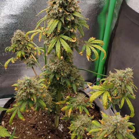 Clementine growlog timeline photo