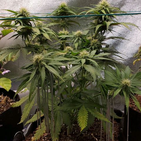 Princess Diane growlog timeline photo