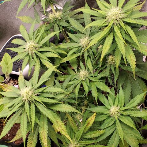 Princess Diane growlog timeline photo