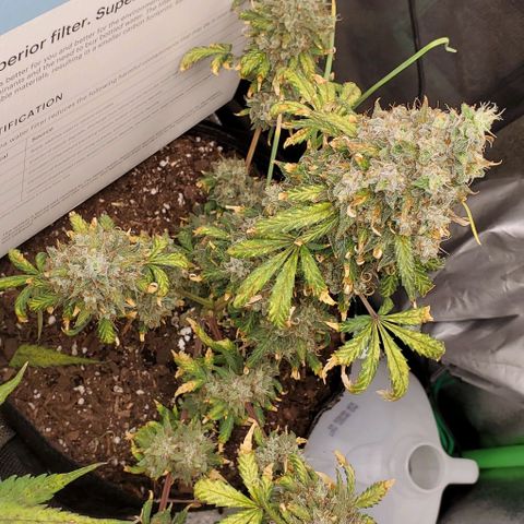 Clementine growlog timeline photo