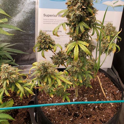 Clementine growlog timeline photo