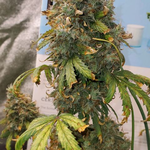 Clementine growlog timeline photo