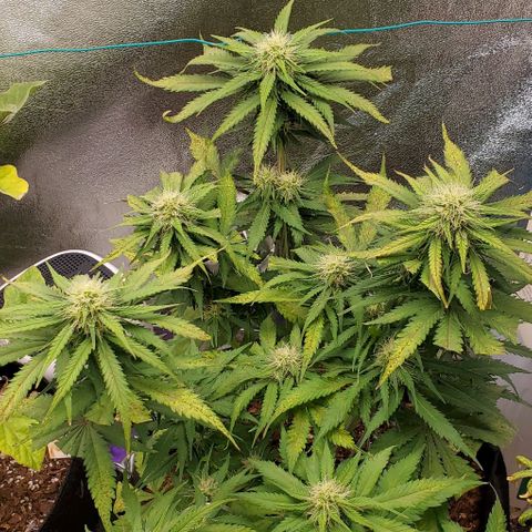 Princess Diane growlog timeline photo