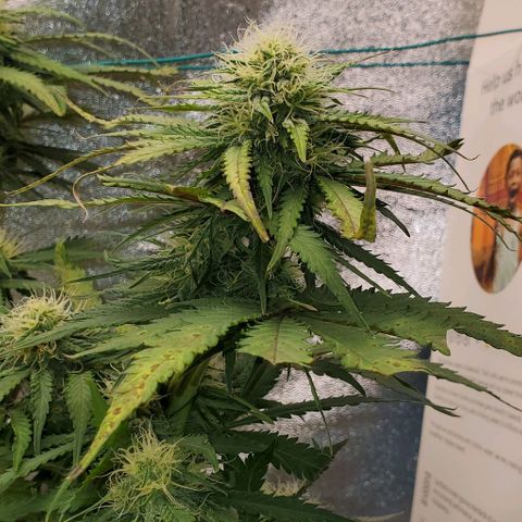 Princess Diane growlog timeline photo