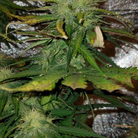 Princess Diane growlog timeline photo