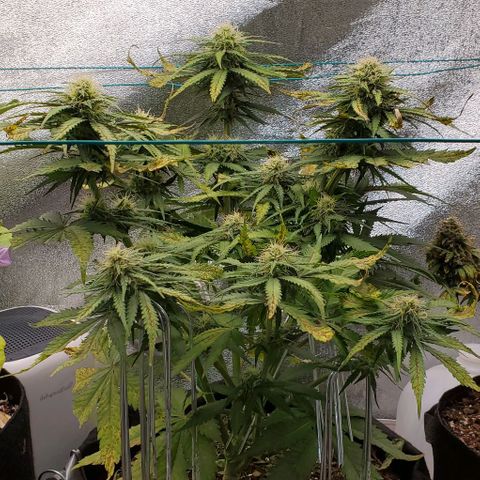 Princess Diane growlog timeline photo