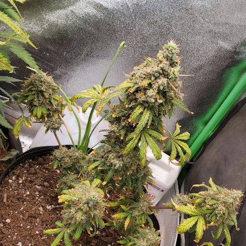 Clementine growlog photo: Cut the side branches, washed qnd set to dry. 