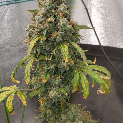 Clementine growlog photo: Cut the side branches, washed qnd set to dry. 
