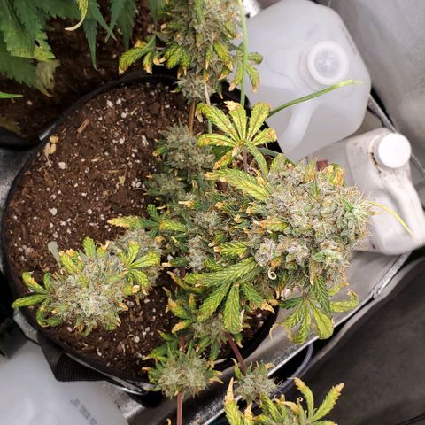 Clementine growlog photo: Cut the side branches, washed qnd set to dry. 
