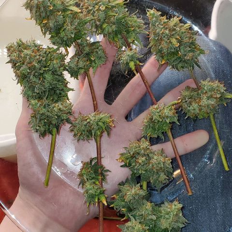 Clementine growlog photo: Cut the side branches, washed qnd set to dry. 