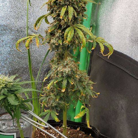 Clementine growlog photo: Main cola is all alone for a few days