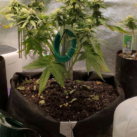Princess Diane growlog photo: Getting frosty and smelly.  Clipped a bud site that was too close to others, put the immature stem in a side glass.