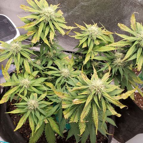 Princess Diane growlog photo: Getting frosty and smelly.  Clipped a bud site that was too close to others, put the immature stem in a side glass.