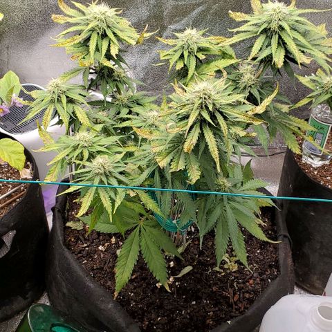Princess Diane growlog photo: Getting frosty and smelly.  Clipped a bud site that was too close to others, put the immature stem in a side glass.