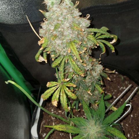Clementine growlog timeline photo
