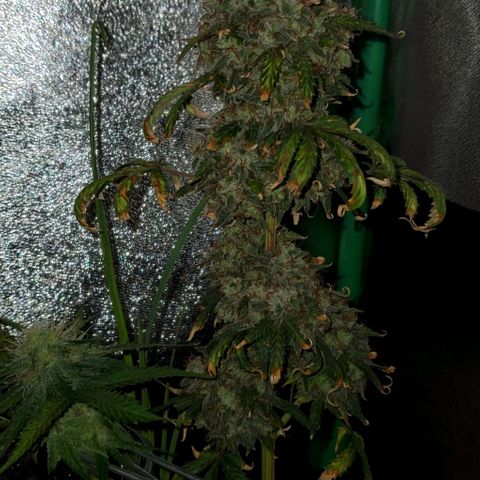 Clementine growlog timeline photo