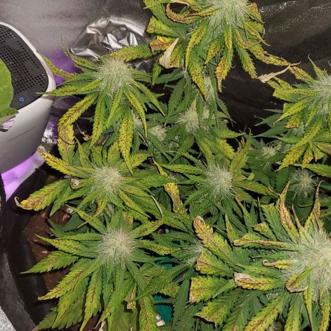 Princess Diane growlog timeline photo