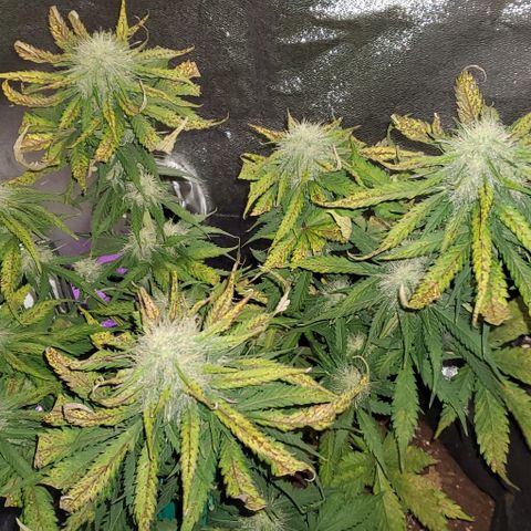 Princess Diane growlog timeline photo