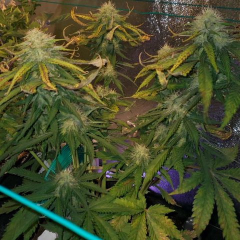 Princess Diane growlog timeline photo