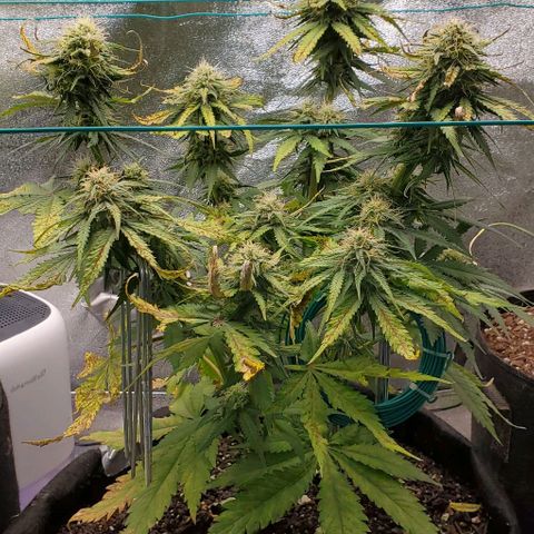 Princess Diane growlog timeline photo