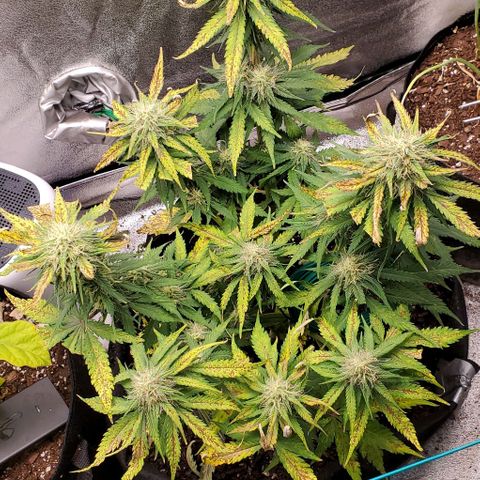 Princess Diane growlog timeline photo