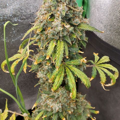 Clementine growlog timeline photo