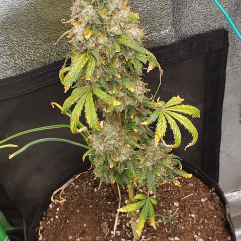 Clementine growlog timeline photo