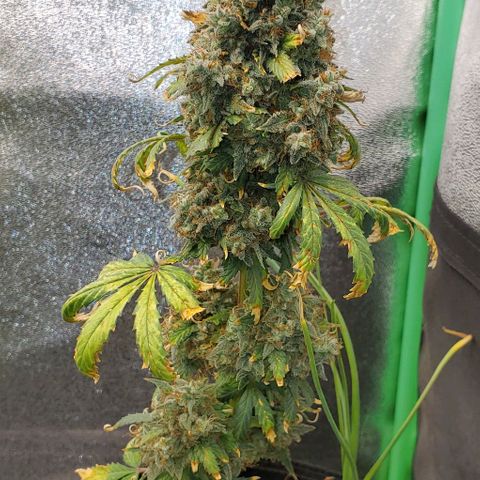 Clementine growlog timeline photo