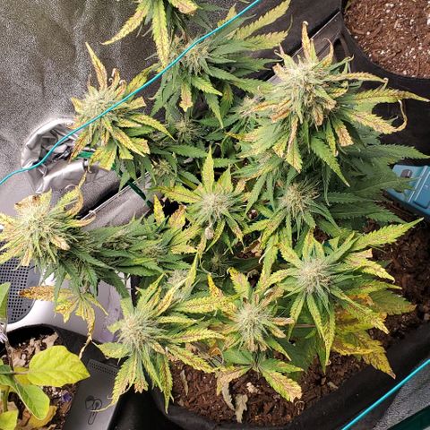 Princess Diane growlog timeline photo