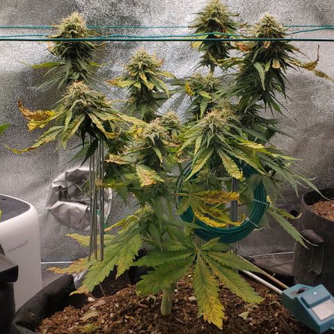 Princess Diane growlog timeline photo