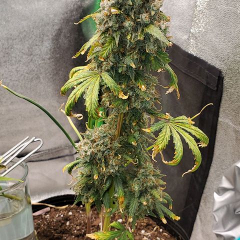 Clementine growlog photo: All done. Thank you for growing with me, Clementine!