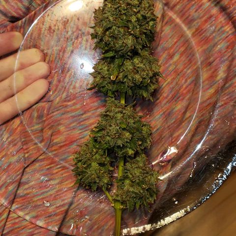 Clementine growlog photo: All done. Thank you for growing with me, Clementine!