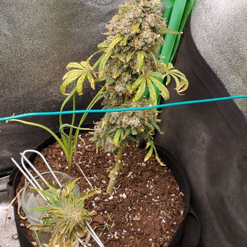Clementine growlog photo: All done. Thank you for growing with me, Clementine!
