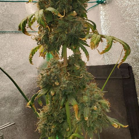Clementine growlog photo: All done. Thank you for growing with me, Clementine!