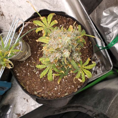Clementine growlog photo: All done. Thank you for growing with me, Clementine!