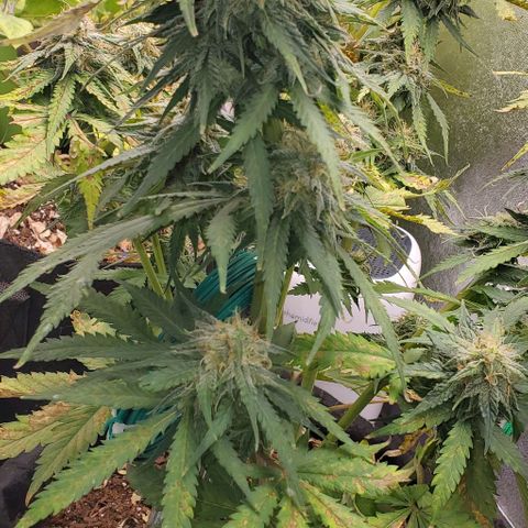 Princess Diane growlog timeline photo