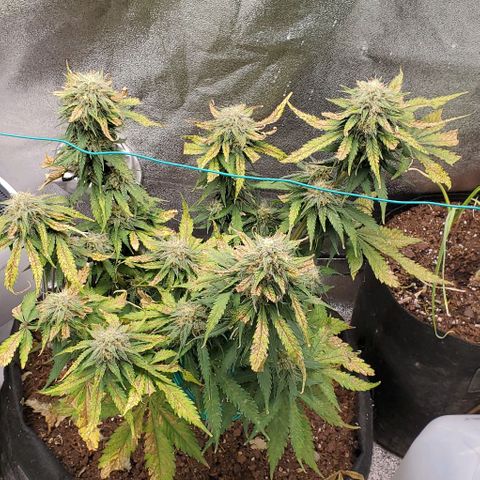 Princess Diane growlog timeline photo
