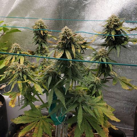 Princess Diane growlog timeline photo