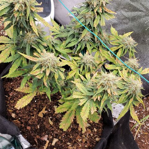 Princess Diane growlog timeline photo
