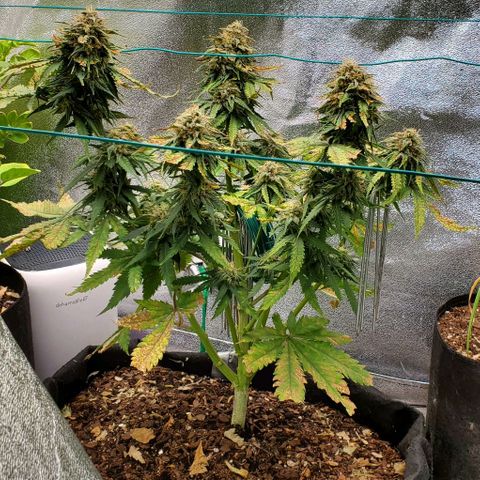 Princess Diane growlog timeline photo