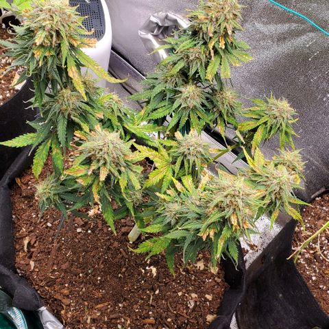 Princess Diane growlog timeline photo