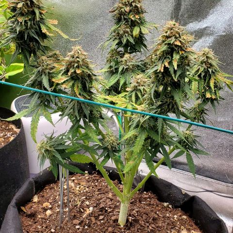 Princess Diane growlog timeline photo